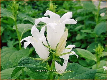 Campanula latifolia &#039;Alba&#039; | Breed klokje, Klokjesbloem | Breitbl&auml;ttrige Wald-Glockenblume