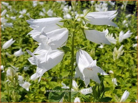 Campanula latifolia &#039;Alba&#039; | Breed klokje, Klokjesbloem | Breitbl&auml;ttrige Wald-Glockenblume