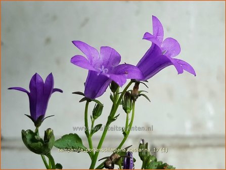 Campanula portenschlagiana 'Catharina' | Dalmatieklokje, Klokjesbloem | Polster-Glockenblume