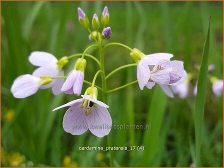 Cardamine pratensis | Pinksterbloem, Veldkers | Wiesen-Schaumkraut
