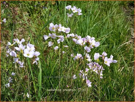 Cardamine pratensis | Pinksterbloem, Veldkers | Wiesen-Schaumkraut