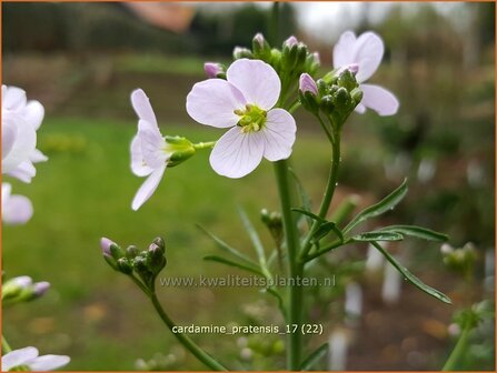 Cardamine pratensis | Pinksterbloem, Veldkers | Wiesen-Schaumkraut
