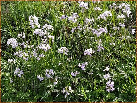 Cardamine pratensis | Pinksterbloem, Veldkers | Wiesen-Schaumkraut