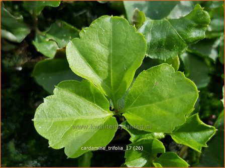 Cardamine trifolia | Veldkers | Kleebl&auml;ttriges Schaumkraut