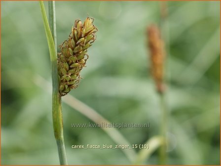 Carex flacca &#039;Blue Zinger&#039; | Zeegroene zegge, Zegge | Blaugr&uuml;ne Segge