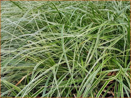 Carex oshimensis &#039;Evercream&#039; | Zegge | Buntlaubige Segge