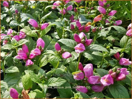 Chelone obliqua &#039;Pink Turtle&#039; | Schildpadbloem, Slangenkop | Schiefer Schlangenkopf