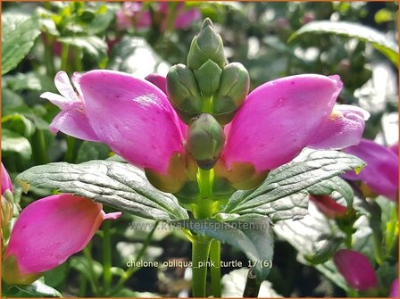 Chelone obliqua &#039;Pink Turtle&#039; | Schildpadbloem, Slangenkop | Schiefer Schlangenkopf