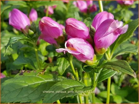 Chelone obliqua &#039;Pink Turtle&#039; | Schildpadbloem, Slangenkop | Schiefer Schlangenkopf