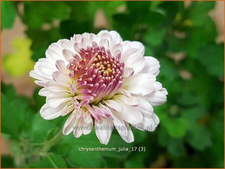 Chrysanthemum &#039;Julia&#039; | Tuinchrysant, Chrysant | Chrysantheme