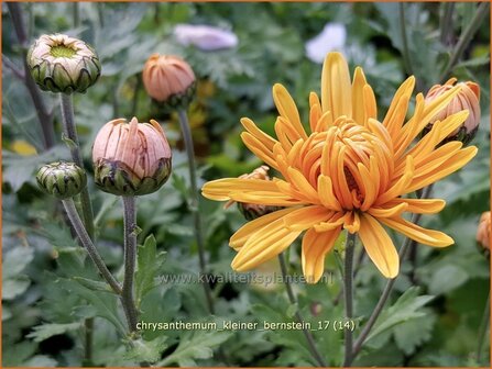 Chrysanthemum &#039;Kleiner Bernstein&#039; | Tuinchrysant, Chrysant | Chrysantheme