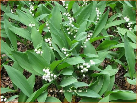 Convallaria majalis | Lelietje-van-dalen, Meiklokje, Boslelie | Gew&ouml;hnliches Maigl&ouml;ckchen | Lily of the Valley