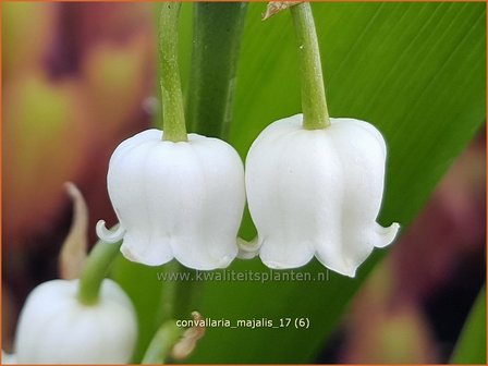 Convallaria majalis | Lelietje-van-dalen, Meiklokje, Boslelie | Gew&ouml;hnliches Maigl&ouml;ckchen | Lily of the Valley