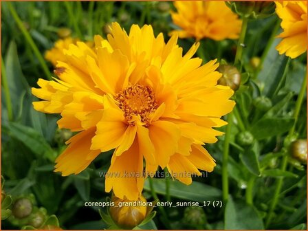 Coreopsis grandiflora 'Early Sunrise' | Meisjesogen | Gro&szlig;blumiges M&auml;dchenauge