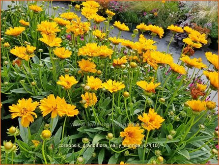 Coreopsis grandiflora 'Early Sunrise' | Meisjesogen | Gro&szlig;blumiges M&auml;dchenauge