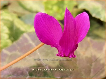 Cyclamen hederifolium 'Purple' | Napolitaanse cyclaam, Cyclaam, Alpenviooltje, Tuincyclaam | Herbst-Alpenveilchen