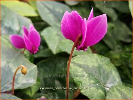 Cyclamen hederifolium 'Purple' | Napolitaanse cyclaam, Cyclaam, Alpenviooltje, Tuincyclaam | Herbst-Alpenveilchen