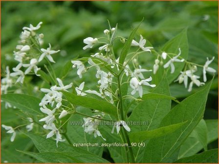 Cynanchum ascyrifolium | Schwalbenwurz