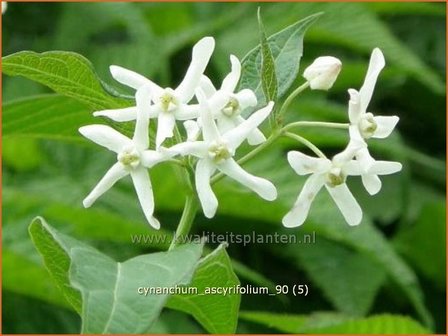 Cynanchum ascyrifolium | Schwalbenwurz