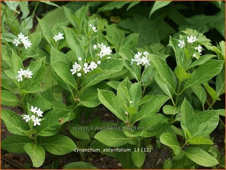 Cynanchum ascyrifolium | Schwalbenwurz