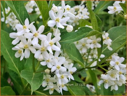 Cynanchum ascyrifolium | Schwalbenwurz