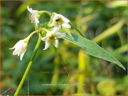 Cynanchum vincetoxicum | Engbloem | Wei&szlig;bl&uuml;hende Schwalbenwurz