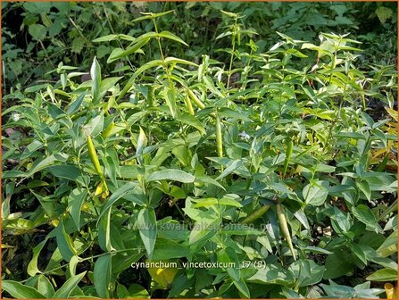 Cynanchum vincetoxicum | Engbloem | Wei&szlig;bl&uuml;hende Schwalbenwurz