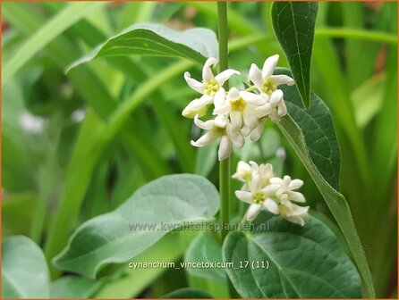 Cynanchum vincetoxicum | Engbloem | Wei&szlig;bl&uuml;hende Schwalbenwurz