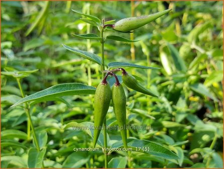 Cynanchum vincetoxicum | Engbloem | Wei&szlig;bl&uuml;hende Schwalbenwurz