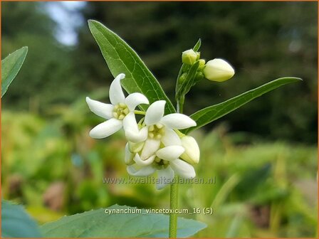 Cynanchum vincetoxicum | Engbloem | Wei&szlig;bl&uuml;hende Schwalbenwurz