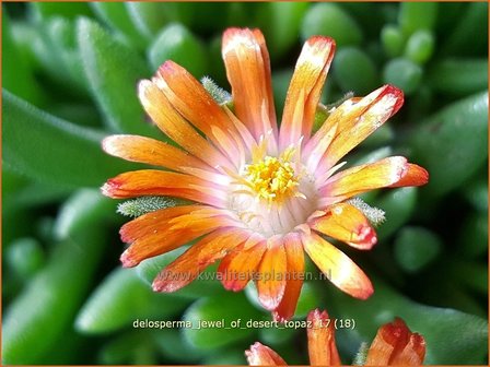 Delosperma &#039;Jewel of Desert Topaz&#039; | IJsbloempje, IJsplant | Mittagsblume