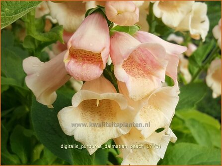Digitalis purpurea &#039;Dalmatian Peach&#039; | Gewoon vingerhoedskruid, Vingerhoedskruid, Pijpenkop | Roter Fingerhut | C