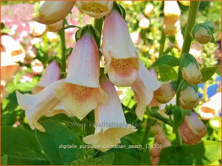 Digitalis purpurea &#039;Dalmatian Peach&#039; | Gewoon vingerhoedskruid, Vingerhoedskruid, Pijpenkop | Roter Fingerhut | C