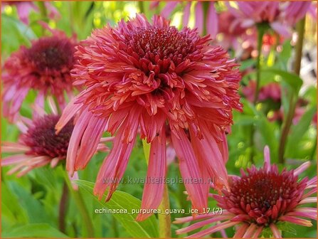 Echinacea purpurea &#039;Guava Ice&#039; | Rode zonnehoed, Zonnehoed | Roter Sonnenhut | Purple Coneflower