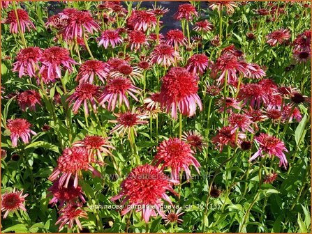 Echinacea purpurea &#039;Guava Ice&#039; | Rode zonnehoed, Zonnehoed | Roter Sonnenhut | Purple Coneflower