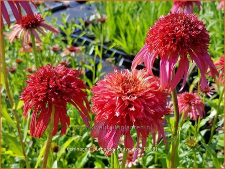 Echinacea purpurea &#039;Guava Ice&#039; | Rode zonnehoed, Zonnehoed | Roter Sonnenhut | Purple Coneflower