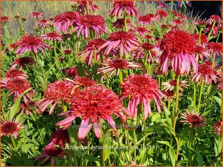 Echinacea purpurea &#039;Guava Ice&#039; | Rode zonnehoed, Zonnehoed | Roter Sonnenhut | Purple Coneflower