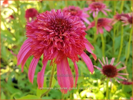 Echinacea purpurea &#039;Guava Ice&#039; | Rode zonnehoed, Zonnehoed | Roter Sonnenhut | Purple Coneflower