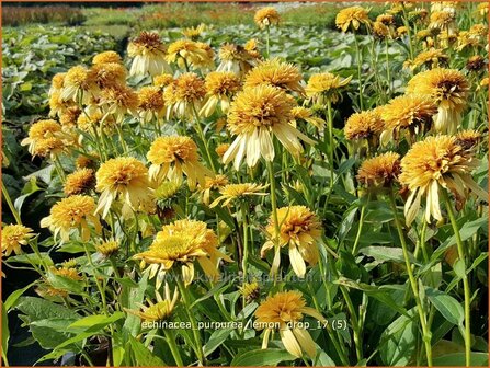 Echinacea purpurea 'Lemon Drop' | Rode Zonnehoed, Zonnehoed | Roter Sonnenhut