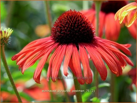 Echinacea purpurea &#039;Postman&#039; | Rode Zonnehoed, Zonnehoed | Roter Sonnenhut