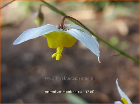 Epimedium 'Mandarin Star' | Elfenbloem | Elfenblume