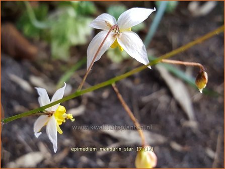 Epimedium 'Mandarin Star' | Elfenbloem | Elfenblume