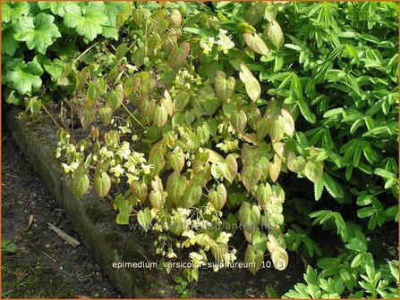 Epimedium versicolor &#039;Sulphureum&#039; | Elfenbloem | Schwefelfarbige Elfenblume