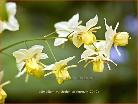 Epimedium versicolor &#039;Sulphureum&#039; | Elfenbloem | Schwefelfarbige Elfenblume