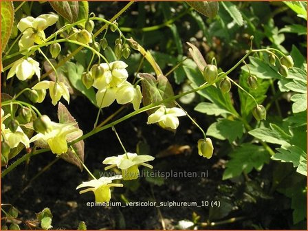 Epimedium versicolor &#039;Sulphureum&#039; | Elfenbloem | Schwefelfarbige Elfenblume