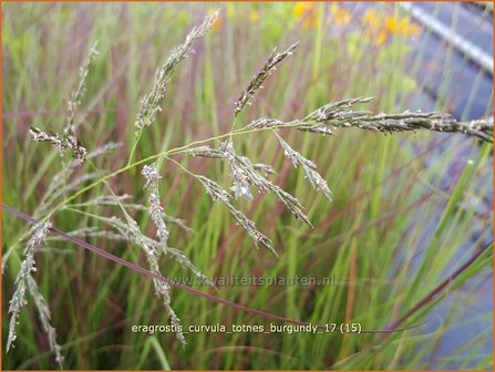 Eragrostis curvula 'Totnes Burgundy' | Liefdesgras | Schwachgekr&uuml;mmtes Liebesgras