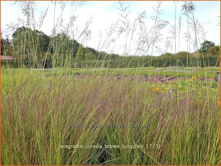 Eragrostis curvula 'Totnes Burgundy' | Liefdesgras | Schwachgekr&uuml;mmtes Liebesgras