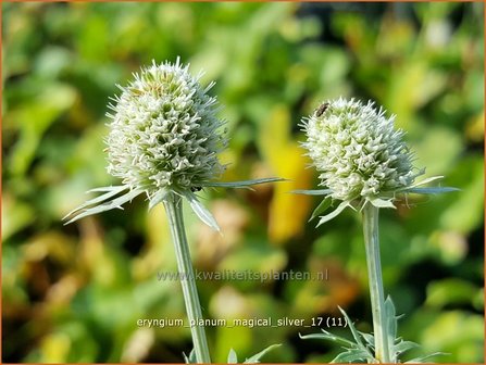 Eryngium planum 'Magical Silver' | Blauwe distel, Kruisdistel | Flachbl&auml;ttriger Mannstreu