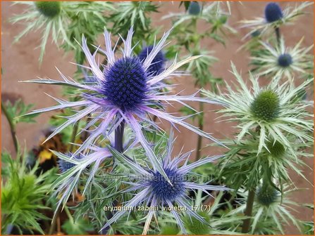 Eryngium zabelii &#039;Violetta&#039; | Kruisdistel | Zabels Mannstreu