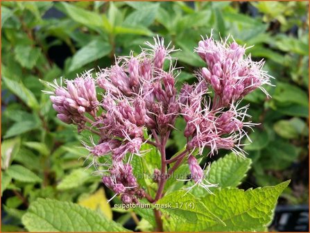 Eupatorium 'Mask' | Koninginnekruid, Leverkruid | Wasserdost